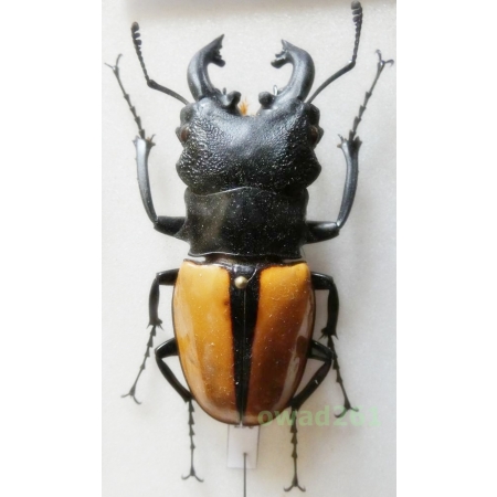 Odontolabis ludekingi (Vollenhoven, 1861) 63mm Indonesia, Sumatra Is25e